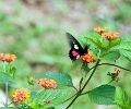 PAPILIONIDAE, Parides arcas